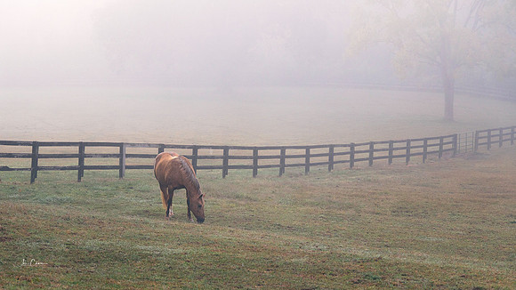 Foggy Morning
