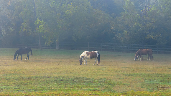 Misty Morning