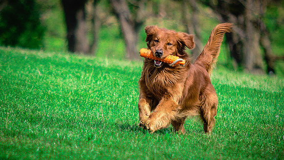 Cane