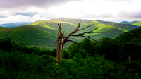 Skyline Drive w Dead Tree - 3 - Shenandoah NP