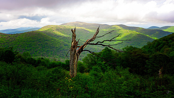 Skyline Drive w Dead Tree - 3 - Shenandoah NP