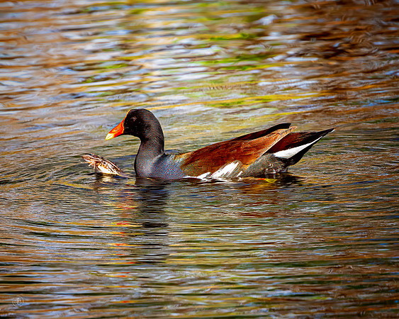 Common Gallinule with Frog