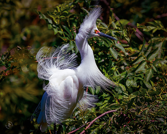 Egret - Breeding Season