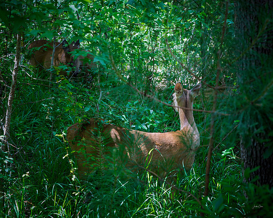 Deer - 5 14 2022