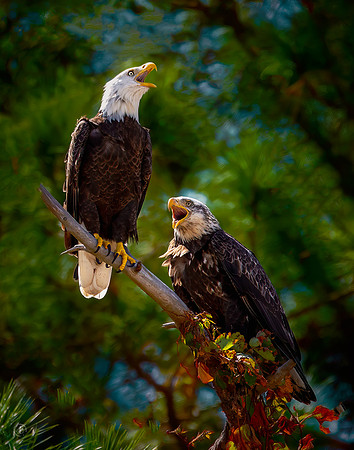 Eagles