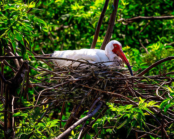 White Ibis