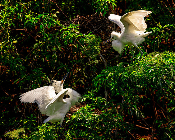 Snowy Egrets