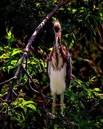 Tricolored Heron