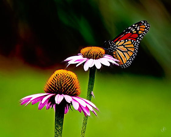 Butterfly Garden - 7 24 2023