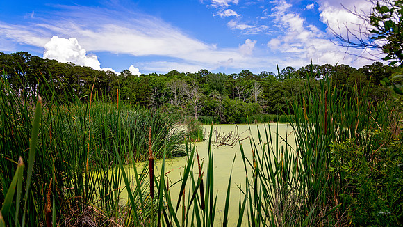 PIWLR - Ibis Rookery Pond