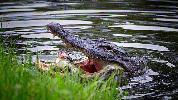 Alligator -  7 16 2022