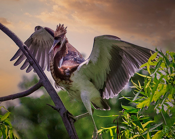 Tricolored Heron Jeuvenile