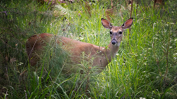 Deer on Nature Trail - 05 14 2020