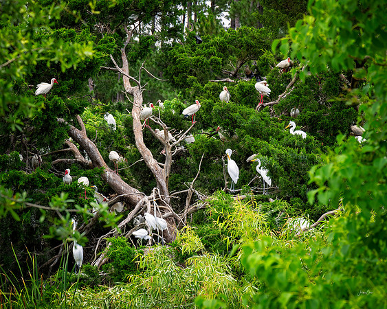 PIWLR - Ibis Rookery