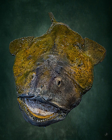 Monk Fish 4 - 6 12 2025