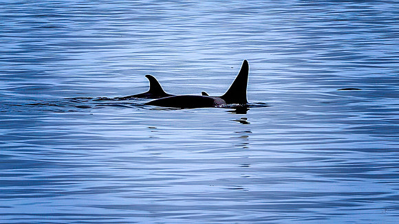 "Still Waters, Strong Bond" - Orcas -  6 19 2025
