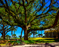 Palmetto Bluff Fine Art