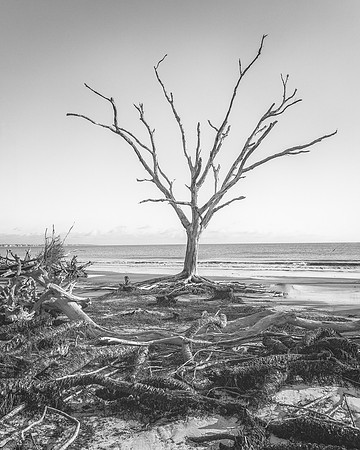 Driftwood Beach- 12 20 2024