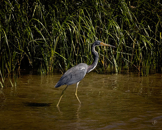 Fish Haul Beach Tri-colored Heron - 10 2 2022
