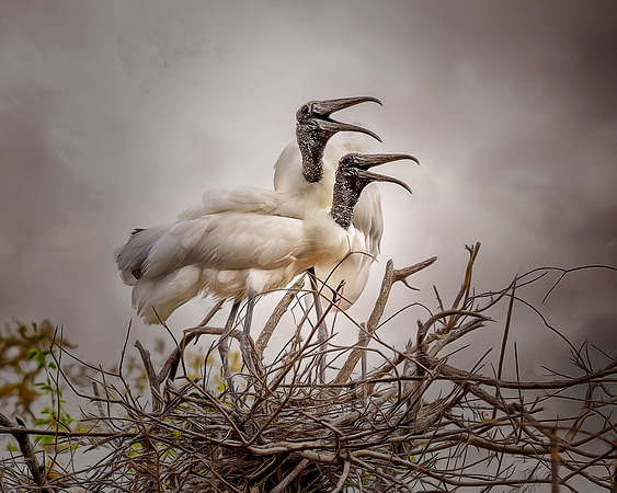 Playful Woodstorks