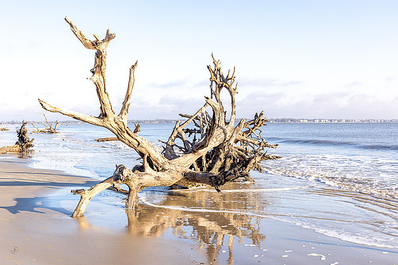 Driftwood Beach - 9151 - 12 20 2024-1