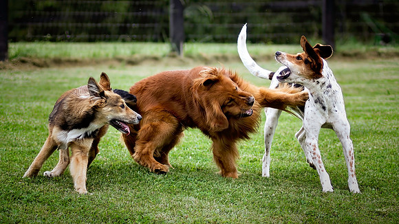 Cane, Ike & Zoey - May 2012