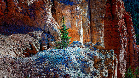 Lone Pine 3 - Bryce Canyon NP
