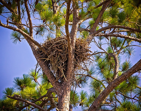 Eagle's Nest - 11 15 2022