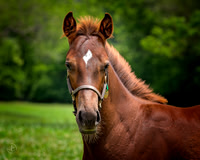 Fabulous Foals