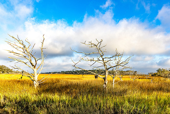 Driftwood Beach - 12 20 2024