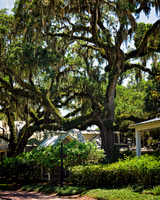 Palmetto Bluff