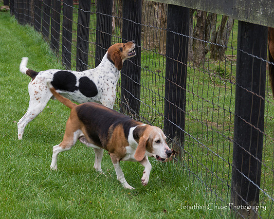 Lola & Ike - 4 7 2016
