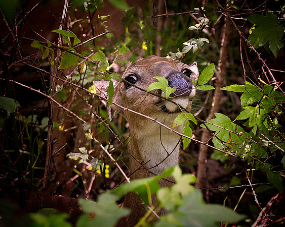 Fawn on Nature Trail - 05 14 2020