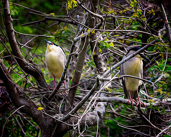 Black - Crowned Night Herons