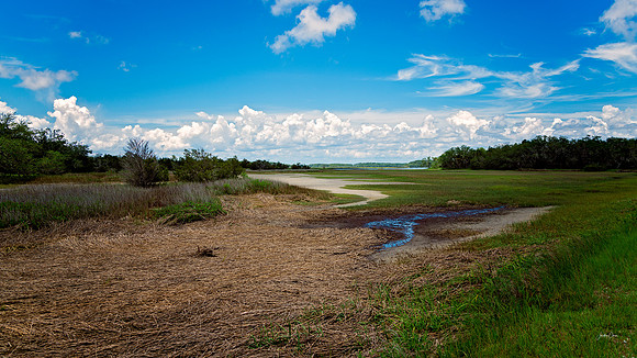 Salt Marsh