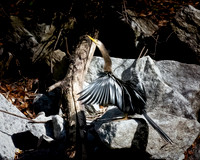 Anhinga drying out