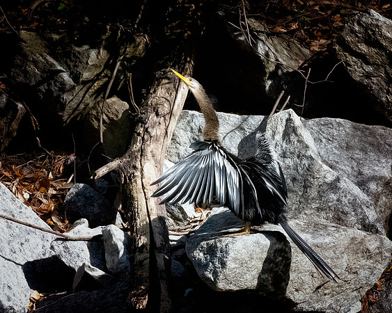 Anhinga drying out