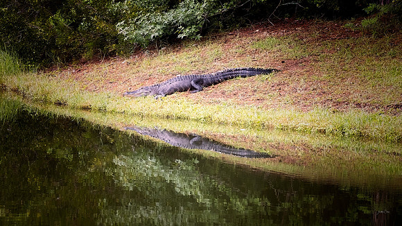 Alligator - 7 15 2022