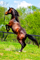 Our Horses