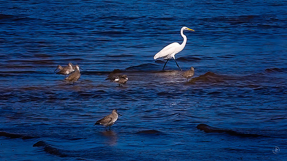 Fish Haul Beach Birds - 10 2 2022