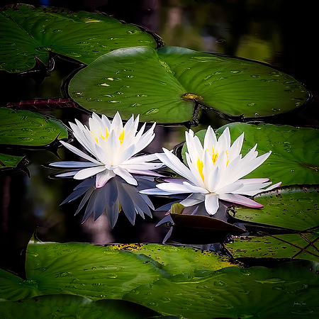 Two Lilies - 7 23 2022