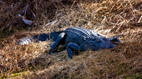 Napping Gator