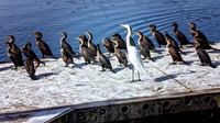 Jarvis Creek Park