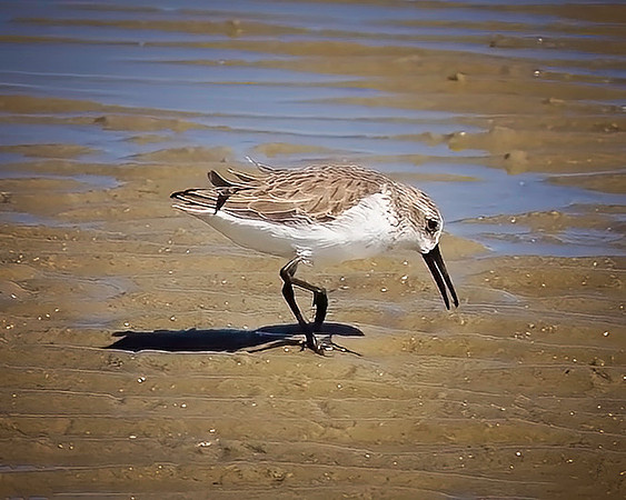 Shorebird 1 - 10 5 2022