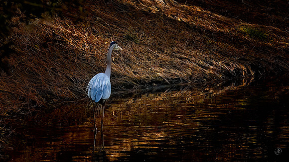 Great Blue Heron