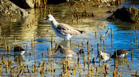 Willets