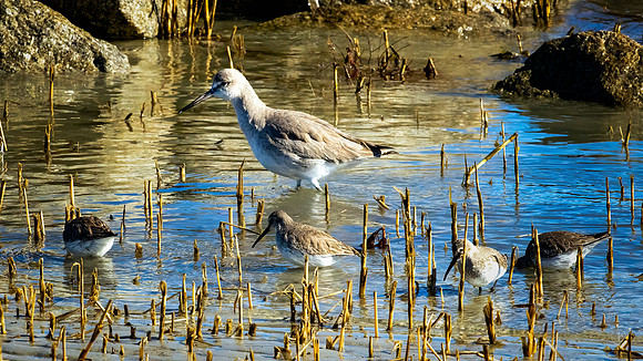 Willets