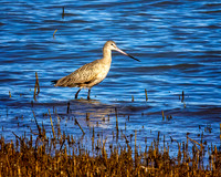 Marbled Godwit