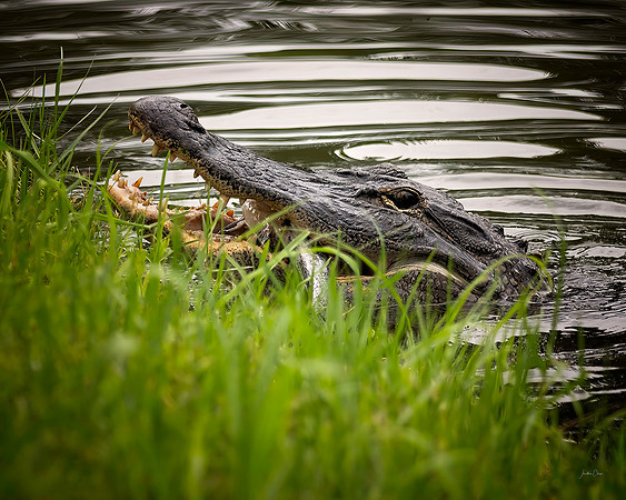 Alligator - 8x10 -- 7 15 2022
