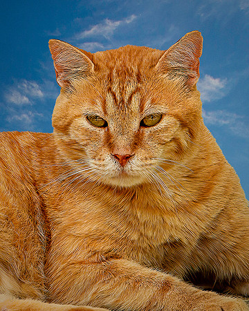 Roscoe
